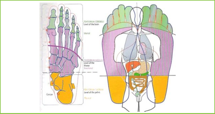 foot-chart
