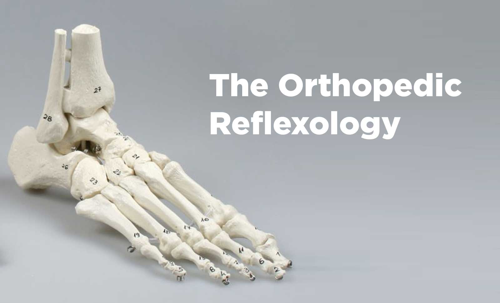 foot-skeleton